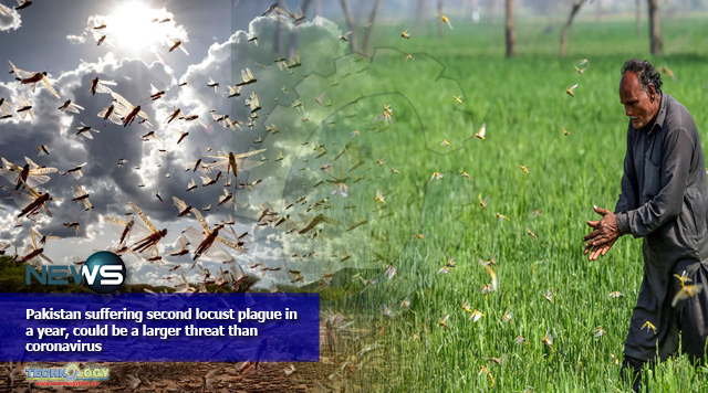 Pakistan suffering second locust plague in a year, could be a larger threat than coronavirus
