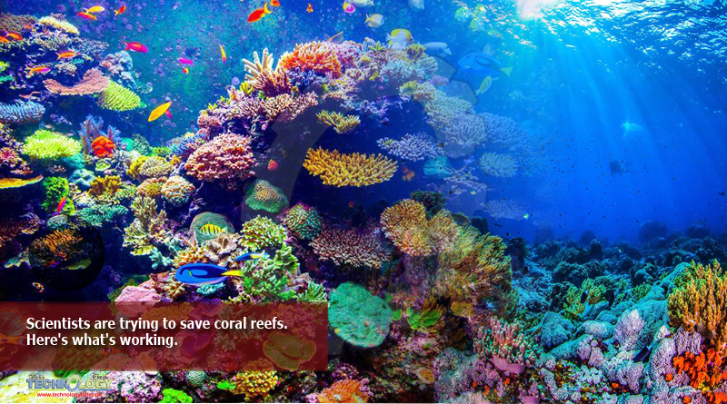 Scientists are trying to save coral reefs. Here's what's working.