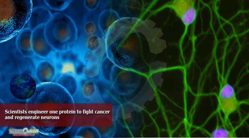 Scientists-engineer-one-protein-to-fight-cancer-and-regenerate-neurons