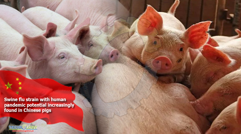 Swine-flu-strain-with-human-pandemic-potential-increasingly-found-in-Chinese-pigs