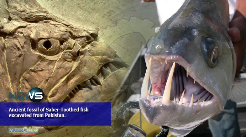 Ancient fossil of Saber-Toothed fish excavated from Pakistan