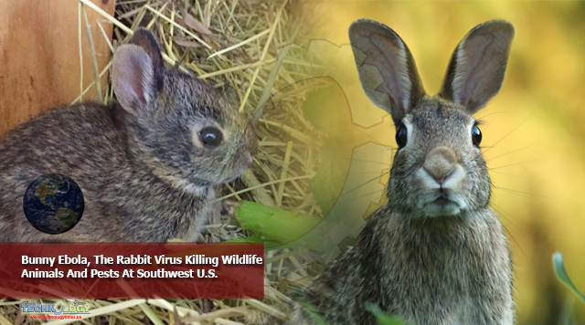 Bunny Ebola, The Rabbit Virus Killing Wildlife Animals And Pests At Southwest U.S.