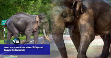 Court Approves Relocation Of Elephant Kaavan To Cambodia
