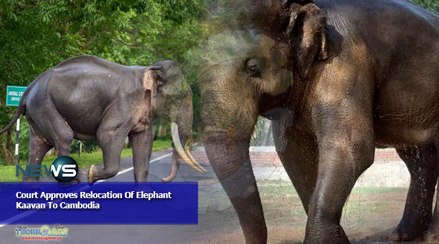 Court Approves Relocation Of Elephant Kaavan To Cambodia