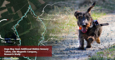 Dogs May Have Additional Hidden Sensory Talent, Like Magnetic Compass, Research Study