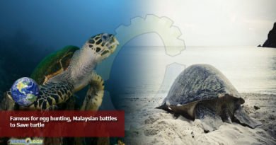 Famous for egg hunting, Malaysian battles to Save turtle