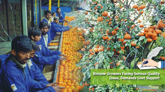 Kinnow-Growers-Facing-Serious-Quality-Issue-Demands-Govt-Support