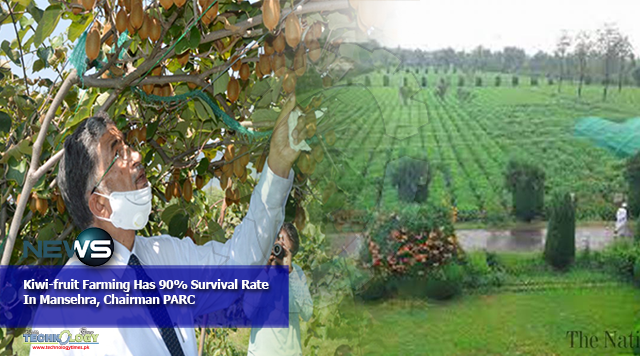 Kiwi-fruit Farming Has 90% Survival Rate In Mansehra, Chairman PARC
