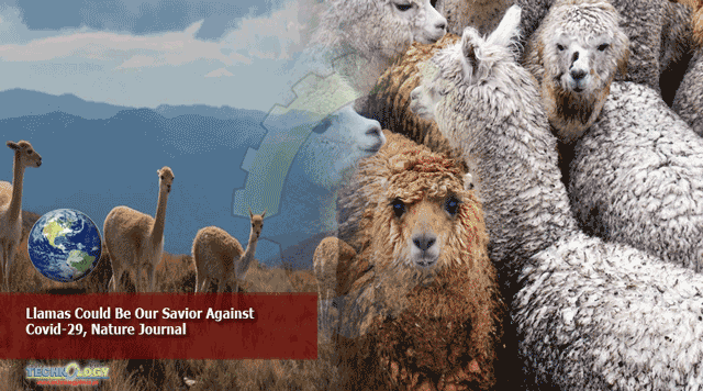 Llamas-Could-Be-Our-Savior-Against-Covid-29-Nature-Journal