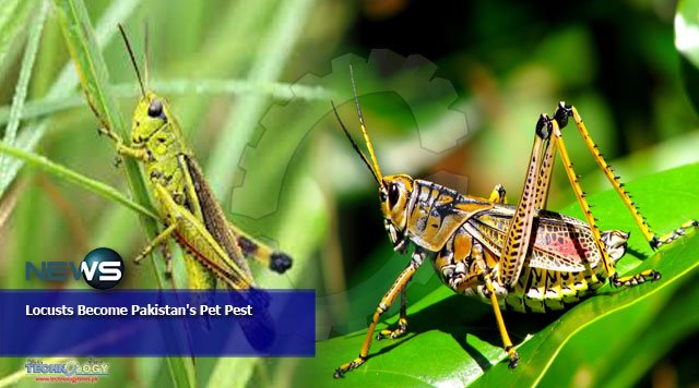 Locusts Become Pakistan's Pet Pest