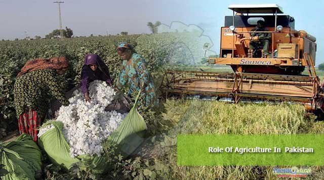Role Of Agriculture In Pakistan