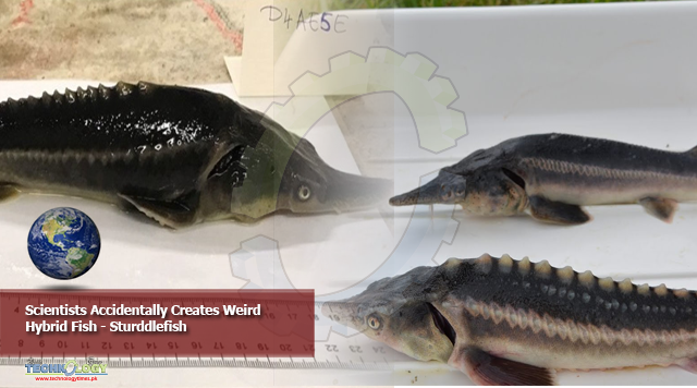 Scientists Accidentally Creates Weird Hybrid Fish - Sturddlefish