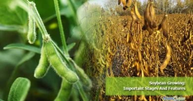 Soybean Growing: Important Stages And Features