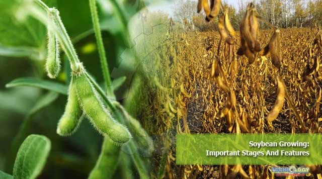 Soybean Growing: Important Stages And Features
