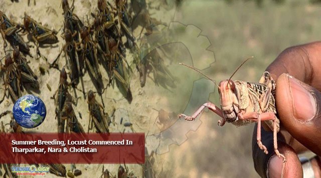 Summer-Breeding,-Locust-Com