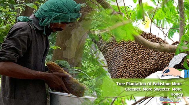 Tree Plantation Of Pakistan: More Greener, More Sweeter, More Honey