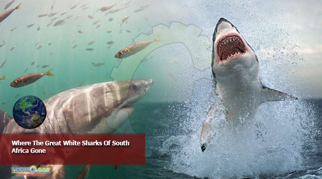 Where The Great White Sharks Of South Africa Gone