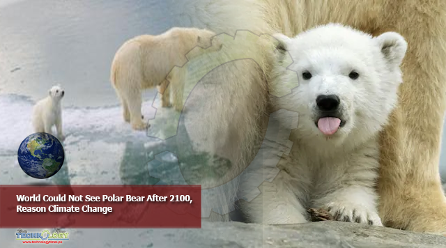 World Could Not See Polar Bear After 2100, Reason Climate Change