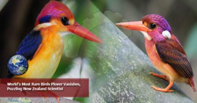 World’s Most Rare Birds Plover Vanishes, Puzzling New Zealand Scientist