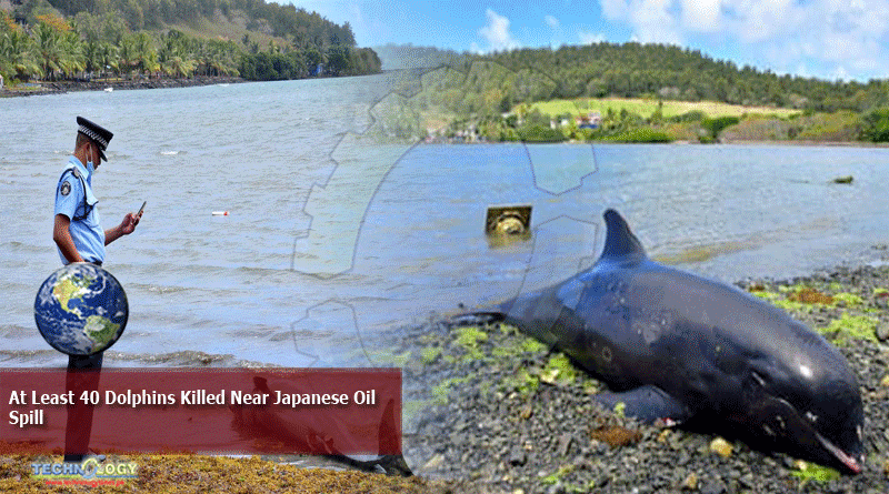At Least 40 Dolphins Killed Near Japanese Oil Spill