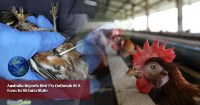 Australia Reports Bird Flu Outbreak At A Farm In Victoria State