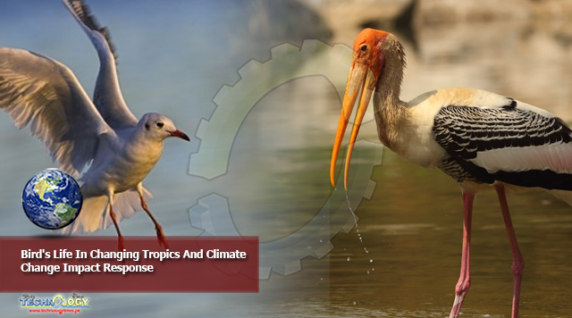 Bird's Life In Changing Tropics And Climate Change Impact Response