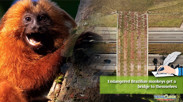 Endangered Brazilian monkeys get a bridge to themselves