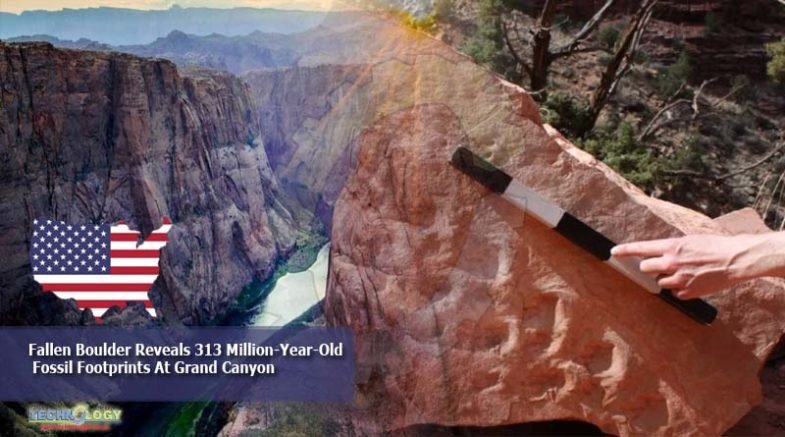 Fallen Boulder Reveals 313 Million-Year-Old Fossil Footprints At Grand Canyon