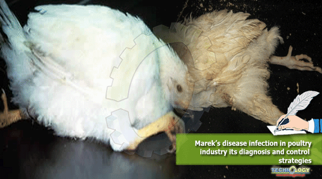 Marek’s-disease-infection-in-poultry-industry-its-diagnosis-and-control-strategies.