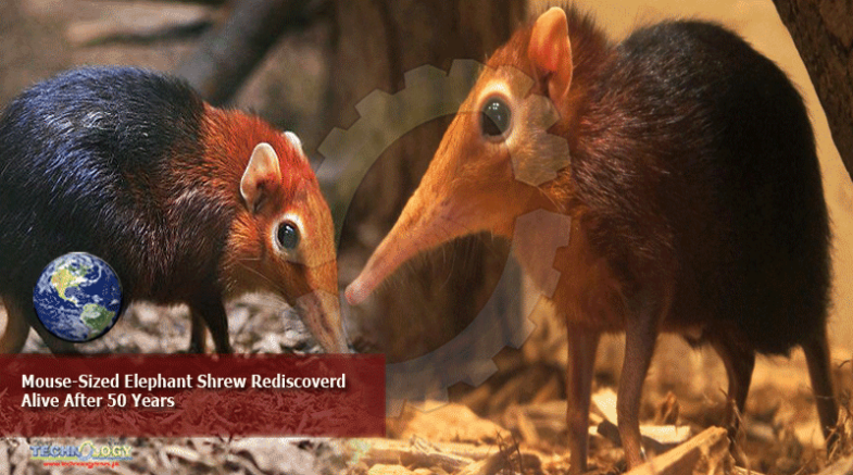 Mouse-Sized-Elephant-Shrew-