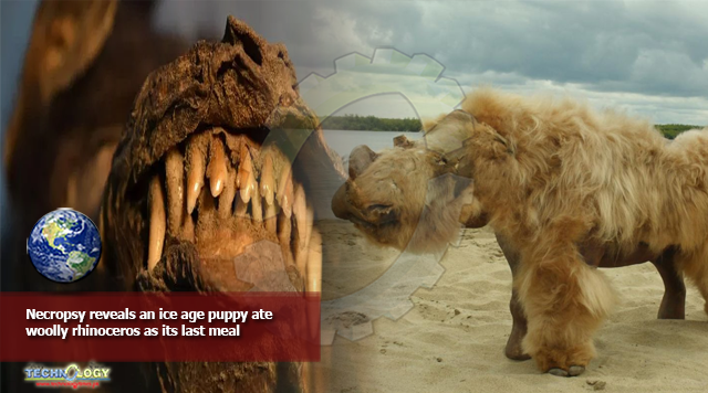 Necropsy reveals an ice age puppy ate woolly rhinoceros as its last meal