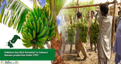 Pakistan-Has-Rich-Potential-To-Enhance-Banana-production-Under-CPEC.
