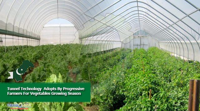 Tunnel Technology Adopts By Progressive Farmers For Vegetables Growing Season