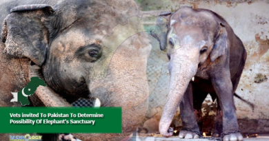 Vets invited To Pakistan To Determine Possibility Of Elephant's Sanctuary