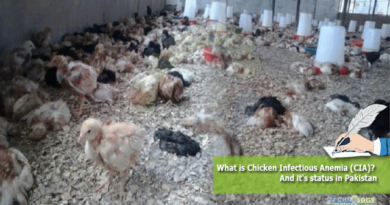 What-is-Chicken-Infectious-Anemia-CIA-And-its-status-in-Pakistan