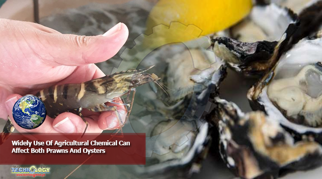Widely Use Of Agricultural Chemical Can Affect Both Prawns And Oysters