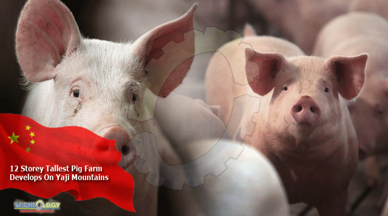 12 Storey Tallest Pig Farm Develops On Yaji Mountains