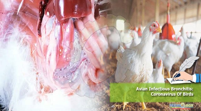 Avian-Infectious-Bronchitis-Coronavirus-Of-Birds