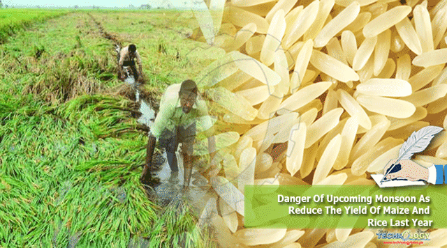 Danger-Of-Upcoming-Monsoon-As-Reduce-The-Yield-Of-Maize-And-Rice-Last-Year.