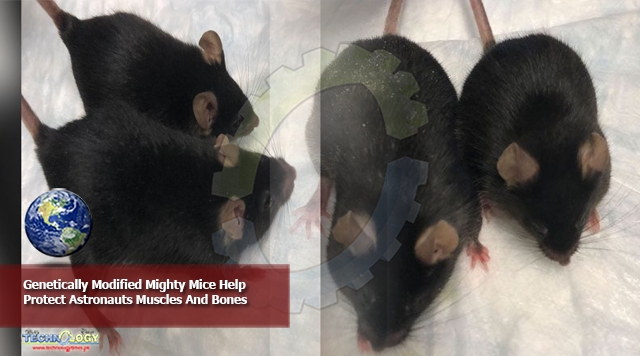 Genetically Modified Mighty Mice Help Protect Astronauts Muscles And Bones
