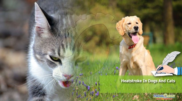 Heatstroke-In-Dogs-And-Cats