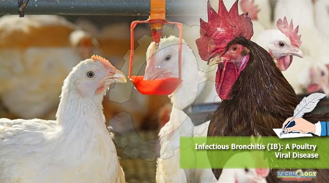 Infectious-Bronchitis-IB-A-Poultry-Viral-Disease