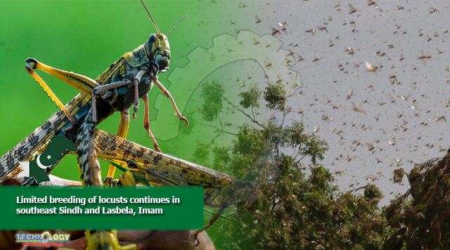 Limited breeding of locusts continues in southeast Sindh and Lasbela, Imam