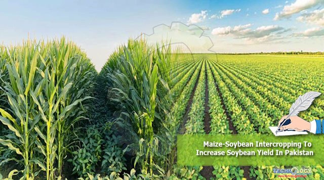 Maize-Soybean-Intercropping-To-Increase-Soybean-Yield-In-Pakistan