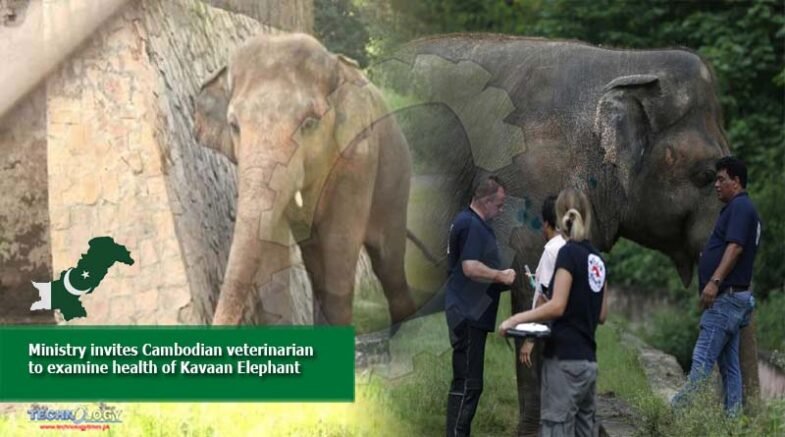 Ministry invites Cambodian veterinarian to examine health of Kavaan Elephant