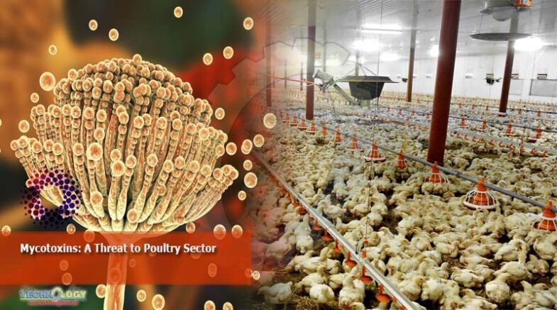 Mycotoxins A threat to poultry sector