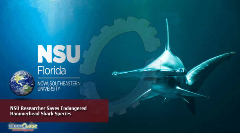 NSU Researcher Saves Endangered Hammerhead Shark Species