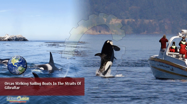 Orcas Striking Sailing Boats In The Straits Of Gibraltar