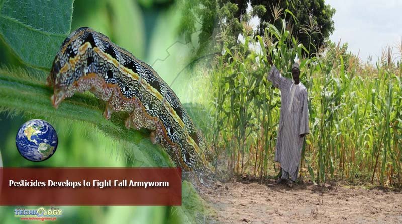 Pesticides develops to fight fall armyworm