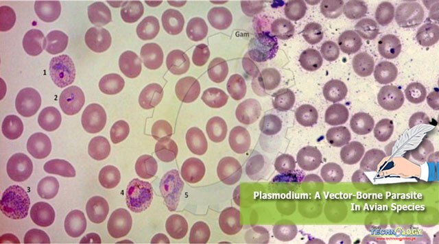 Plasmodium-A-Vector-Borne-Parasite-In-Avian-Species.